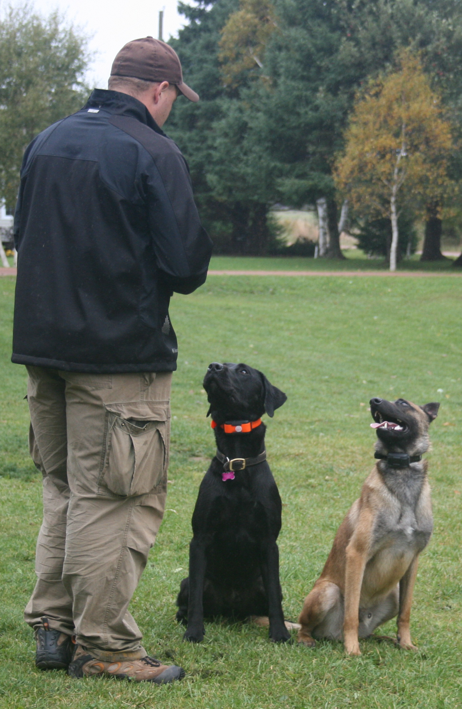 Education on Dog ECollars