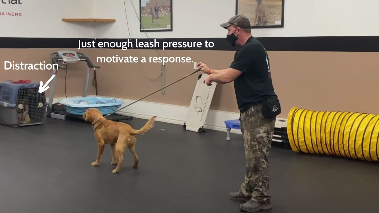 Prong Collar Training The Loose Leash Walking Game Unleashed