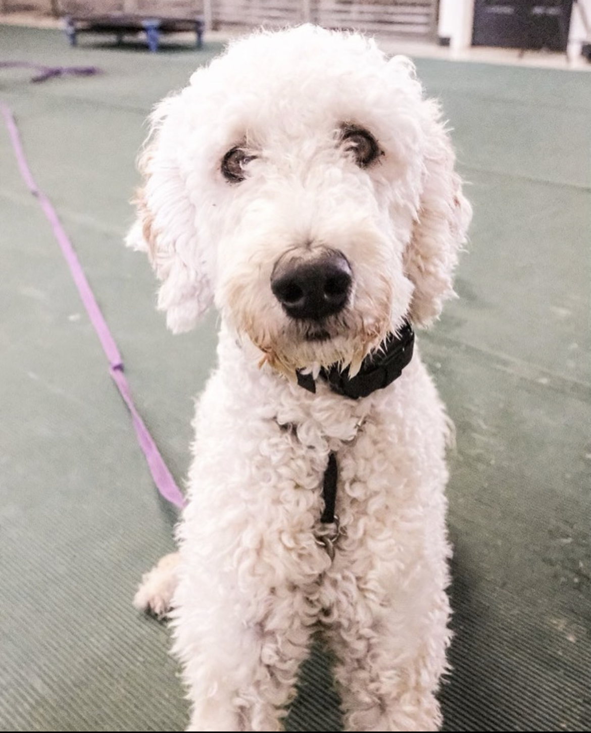 Boarding for a Reactive Dog Unleashed Potential Stratford, PEI