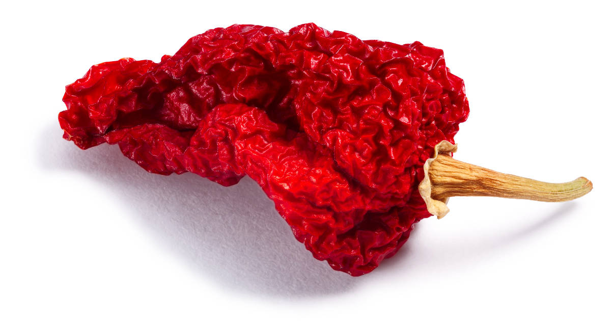 How To Make Ghost Pepper Powder » Unlimited Recipes