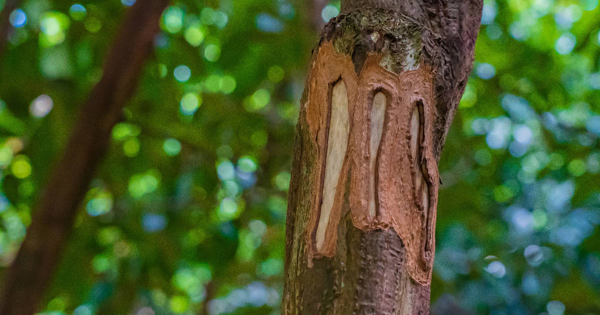 Cinnamon Powder Nutrition Facts » Unlimited Recipes