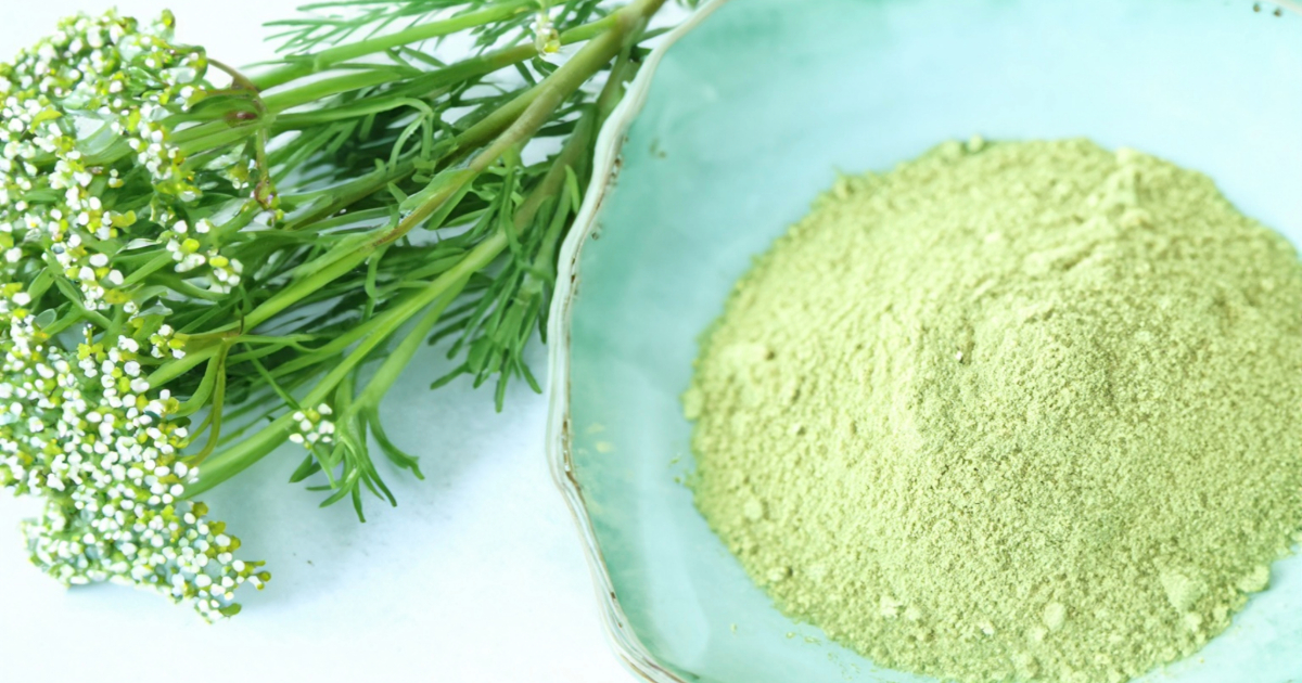 Yarrow Powder Uses » Unlimited Recipes