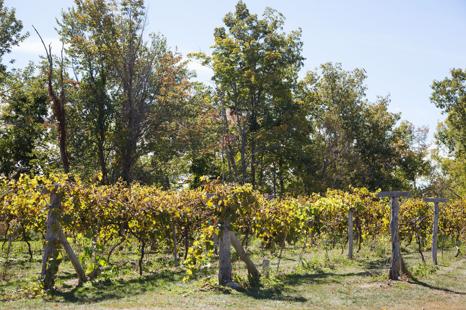 Miranda Vineyard Unlocking Connecticut