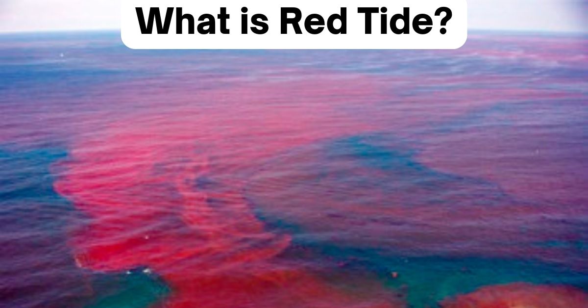 Red Tide Unorthodox Academy