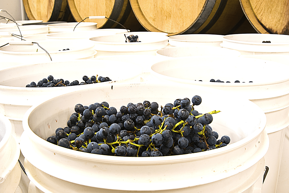 The Wine Making Process Step by Step Unraveling Wine