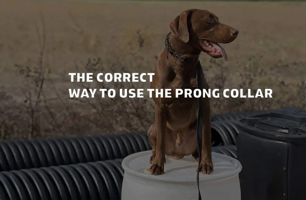 The Correct Way to Use the Prong Collar Unrivaled K9