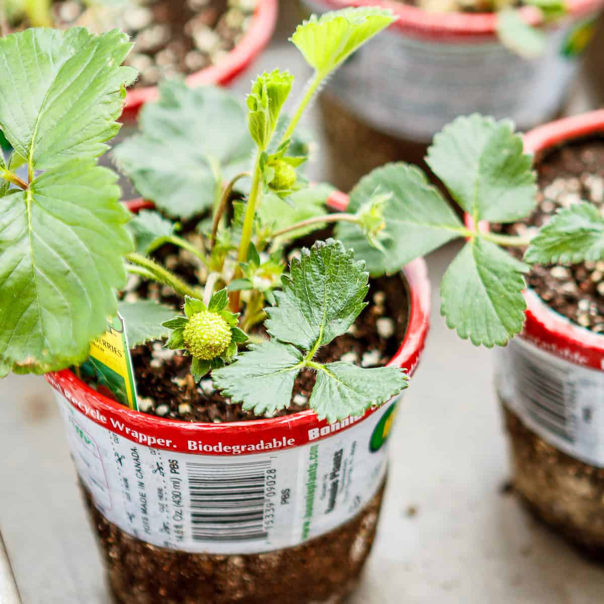 How To Plant and Grow Strawberries In Containers
