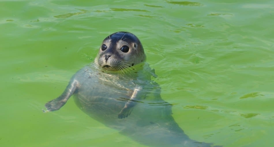Are Seals Friendly? (Should You Approach Them??) UntamedAnimals