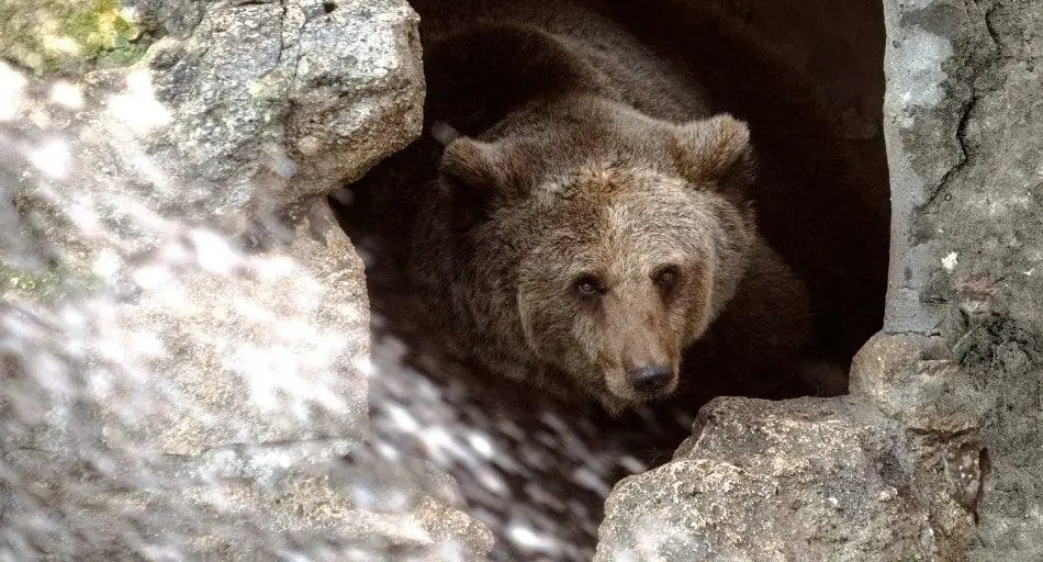 Do Bears Live in Caves? UntamedAnimals