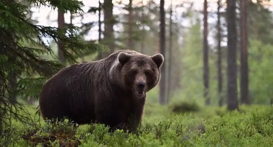 Do Bears Live in the Jungle? UntamedAnimals