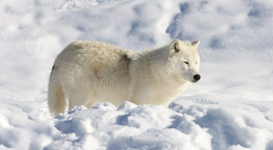 Are There Wolves In Antarctica?