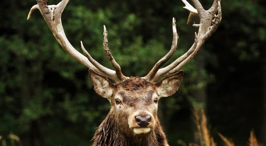 Do Deer Attack Humans?