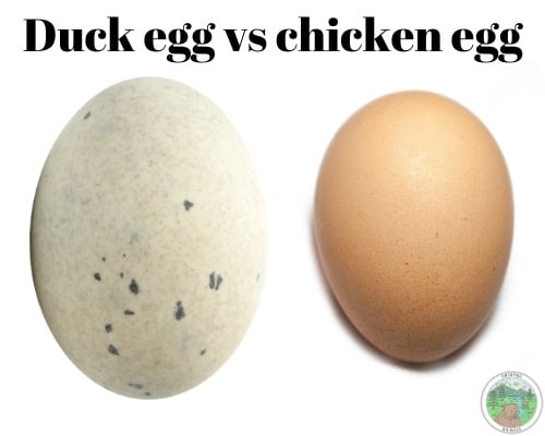 Do Ducks Lay Eggs In The Water?