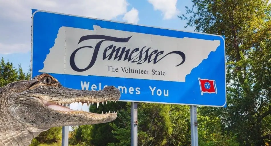 Are There Alligators in Tennessee? UntamedAnimals