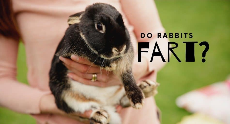 Do Rabbits Fart? (Is it normal?) UntamedAnimals