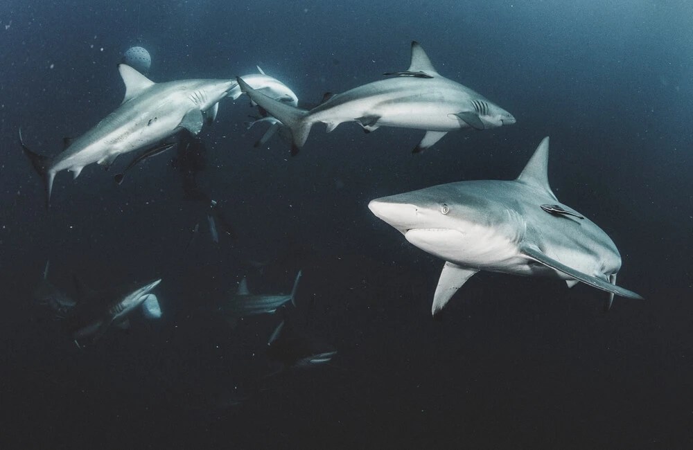 Do Sharks Swim In Packs? (Answer Explained) UntamedAnimals