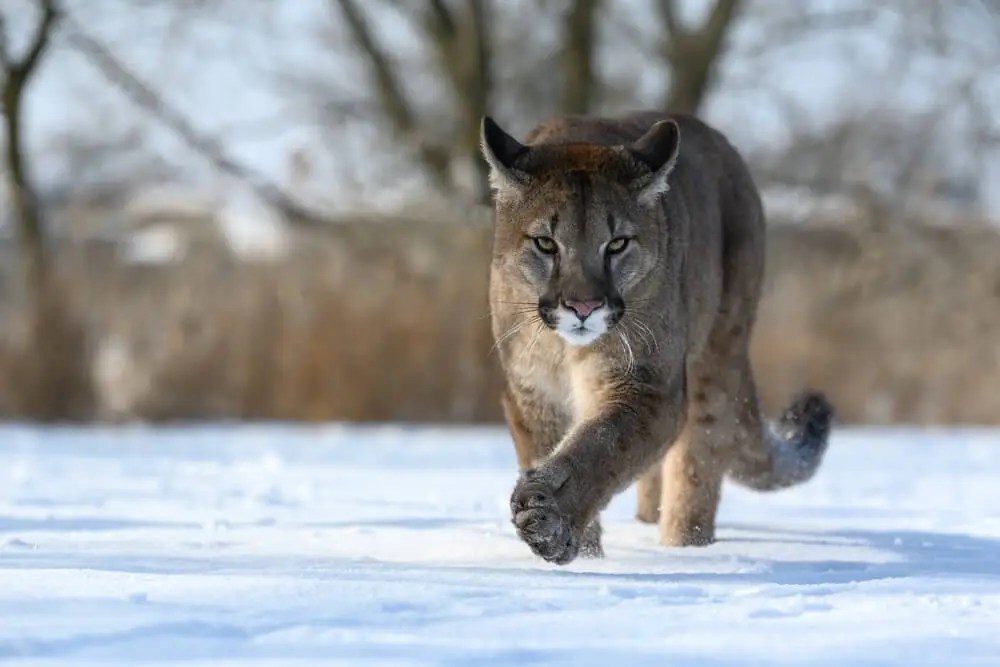 Top 10 Strongest Big Cats (With Pictures) UntamedAnimals