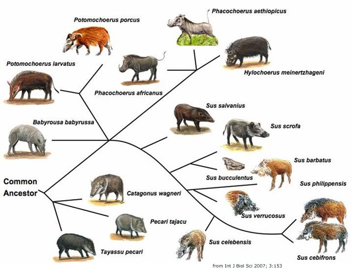 Family Suidae: The Pigs - Untamed Science