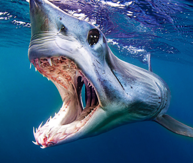Shortfin mako shark Untamed Science