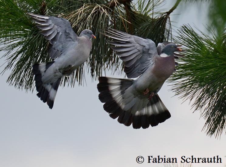 Ringeltaube Einheimische Vögel in Deutschland