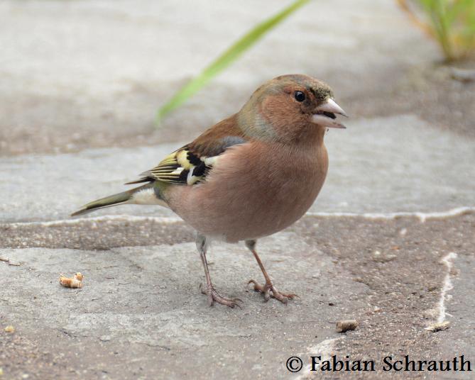 Buchfink Einheimische Vögel in Deutschland