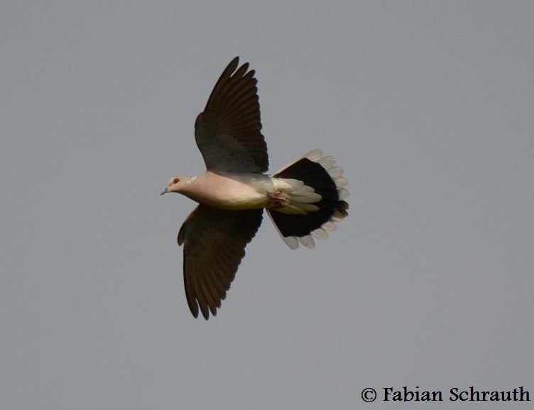 Turteltaube Einheimische Vögel in Deutschland