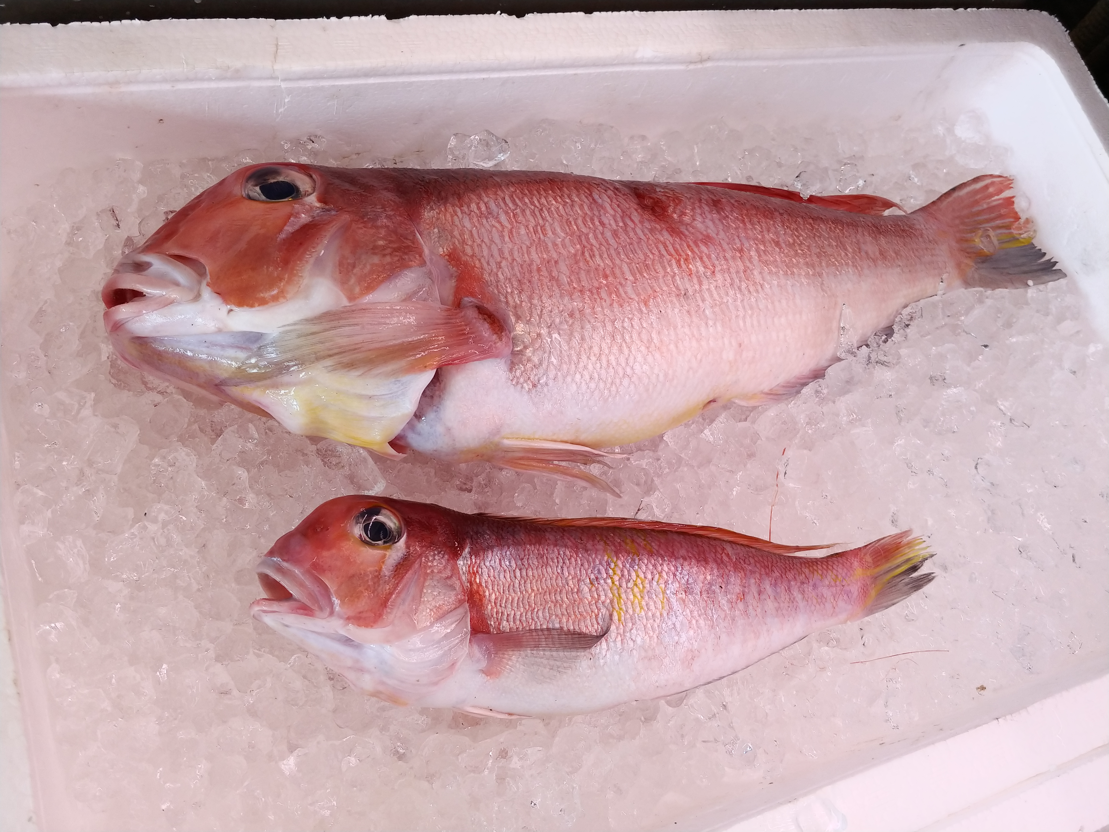 愛知県産 甘鯛｜岡崎市高級魚専門店 魚勝本店