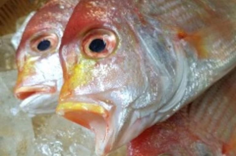 天然真鯛入荷しています。 浜松で定評がある居酒屋・魚きくからの最新情報をぜひご覧ください