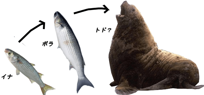 出世魚色々