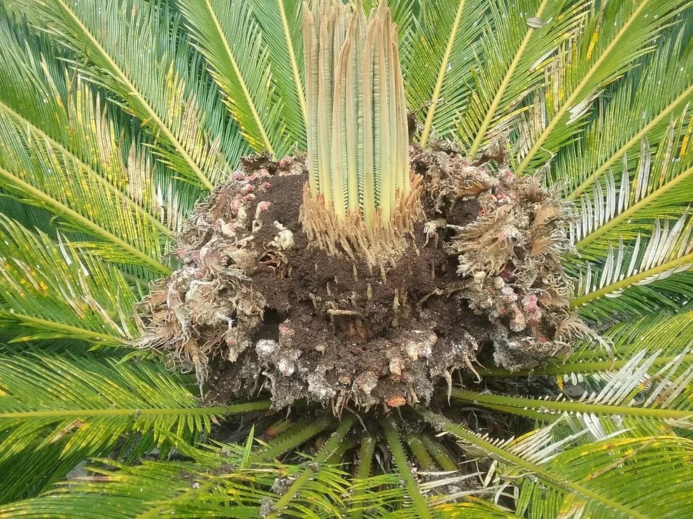 How to Get Rid of Ants Around Palm Trees UpGardening