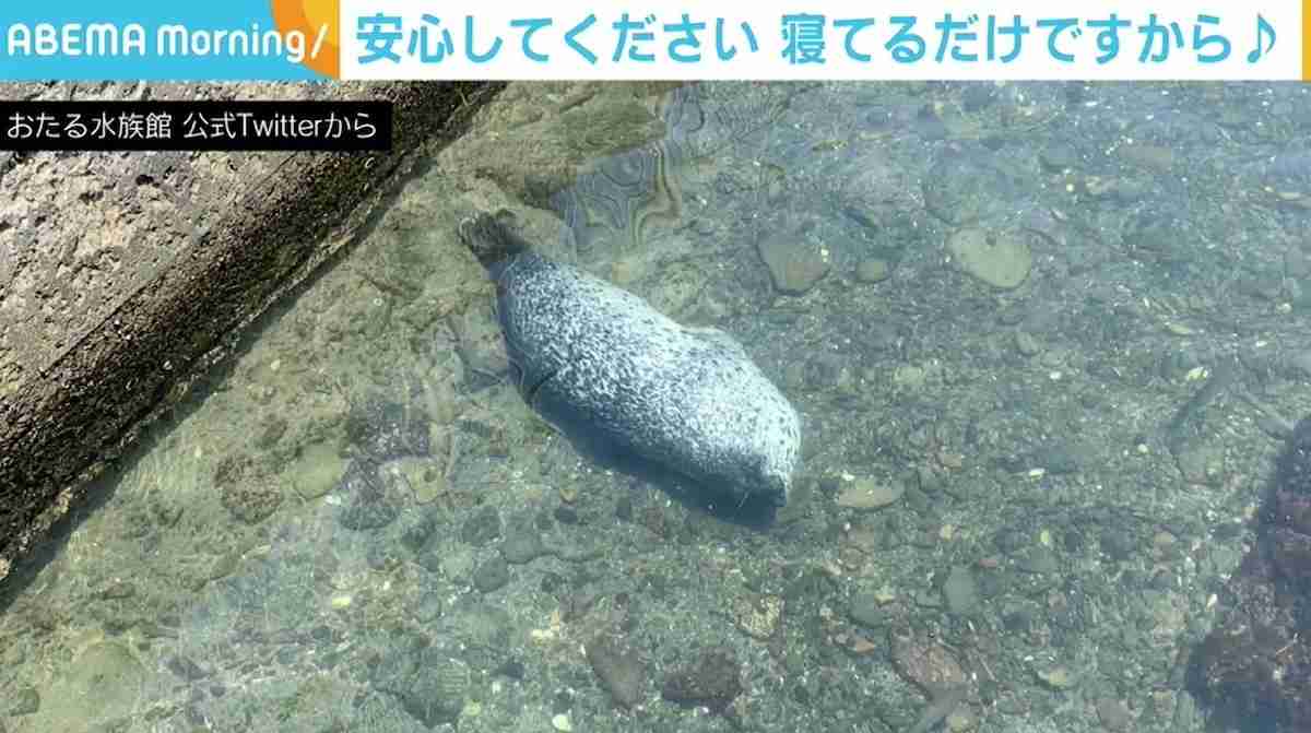 水中でひっくり返った姿にドキッ!? アザラシの「通常通り」の姿に癒やされる ガールズちゃんねる Girls