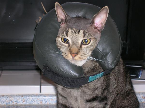 Gehörgangsentfernungen Grund Polypen (Bericht) Katzen Forum