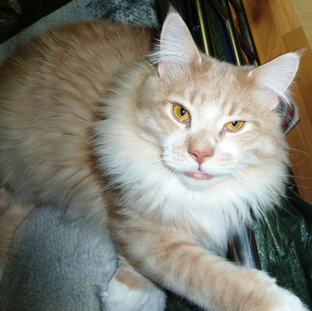 Entwicklungsprognose? Maine CoonKenner gesucht! Katzen Forum