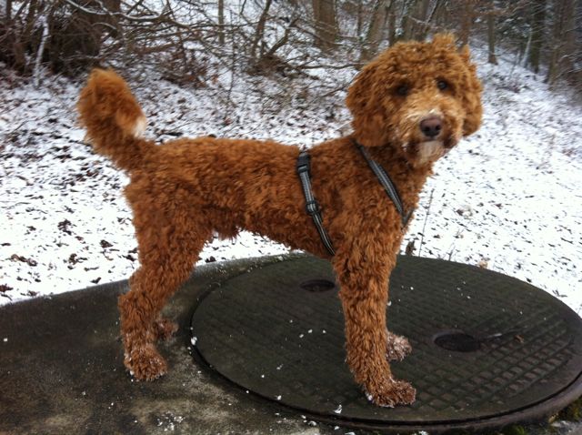 "Toller" Pudel oder ein Traum wird endlich wahr Seite 10