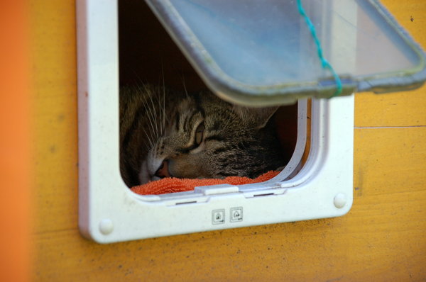 Die Hamburger Katzen Tierhilfe Miezekatze e.V.