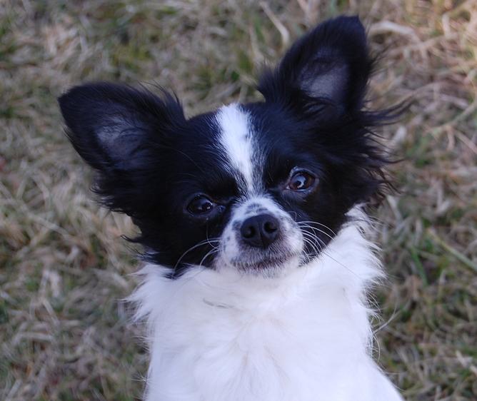 Chihuahuazucht de la Paz Ohlala