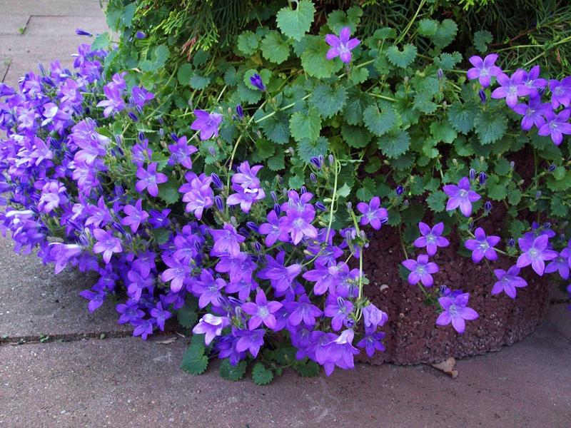 Neuer Garten welche Pflanzen sind das? werweisswas.de