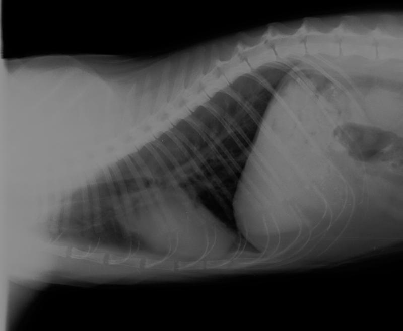 Wichtig felines AsthmaAustauschthread Seite 89 Katzen Forum