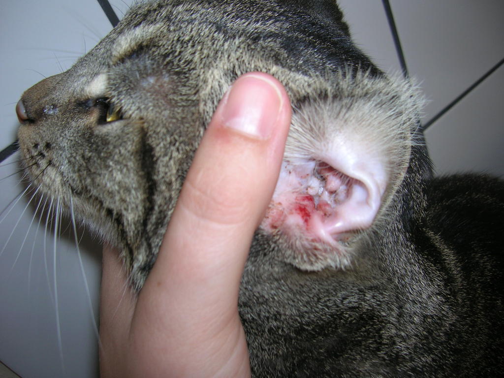 Gehörgangsentfernungen Grund Polypen (Bericht) Katzen Forum