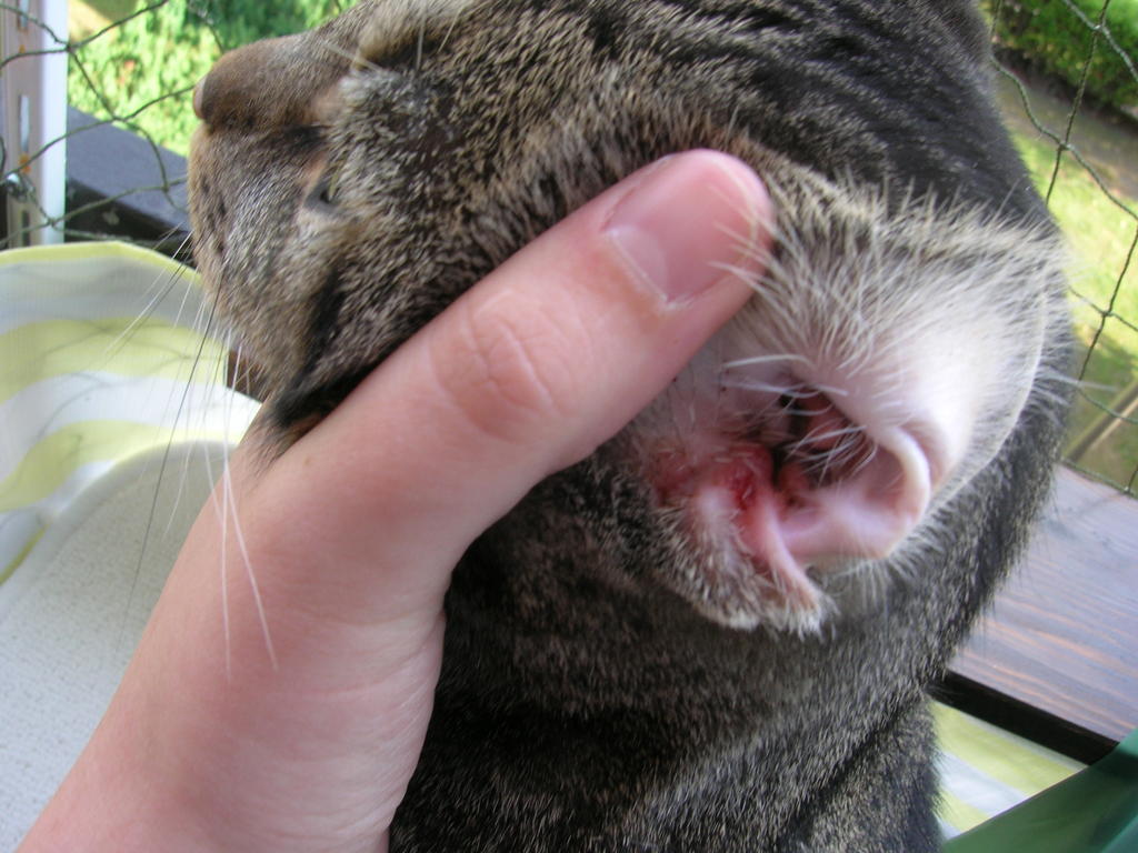 Gehörgangsentfernungen Grund Polypen (Bericht) Katzen Forum