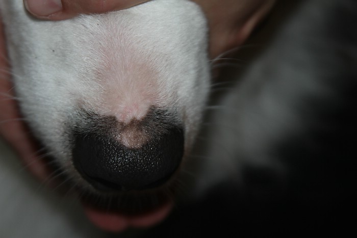 Plötzlich rosa Fleck auf der Nase Hundekrankheiten Der Hund