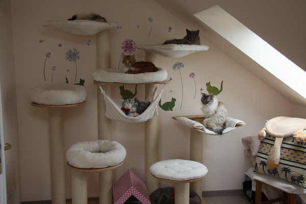 Ein Katzenparadies Seite 5 Katzen Forum