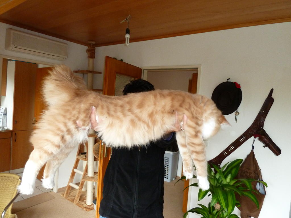Maine Coon Seite 1100 Katzen Forum