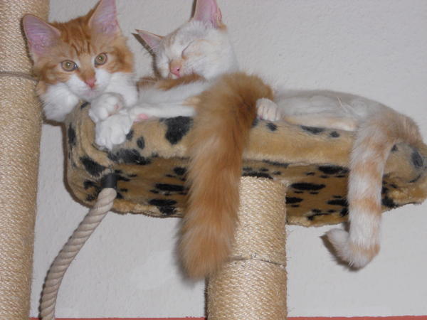 Wollte euch mal meine Katzen zeigen Allgemeine KatzenThemen