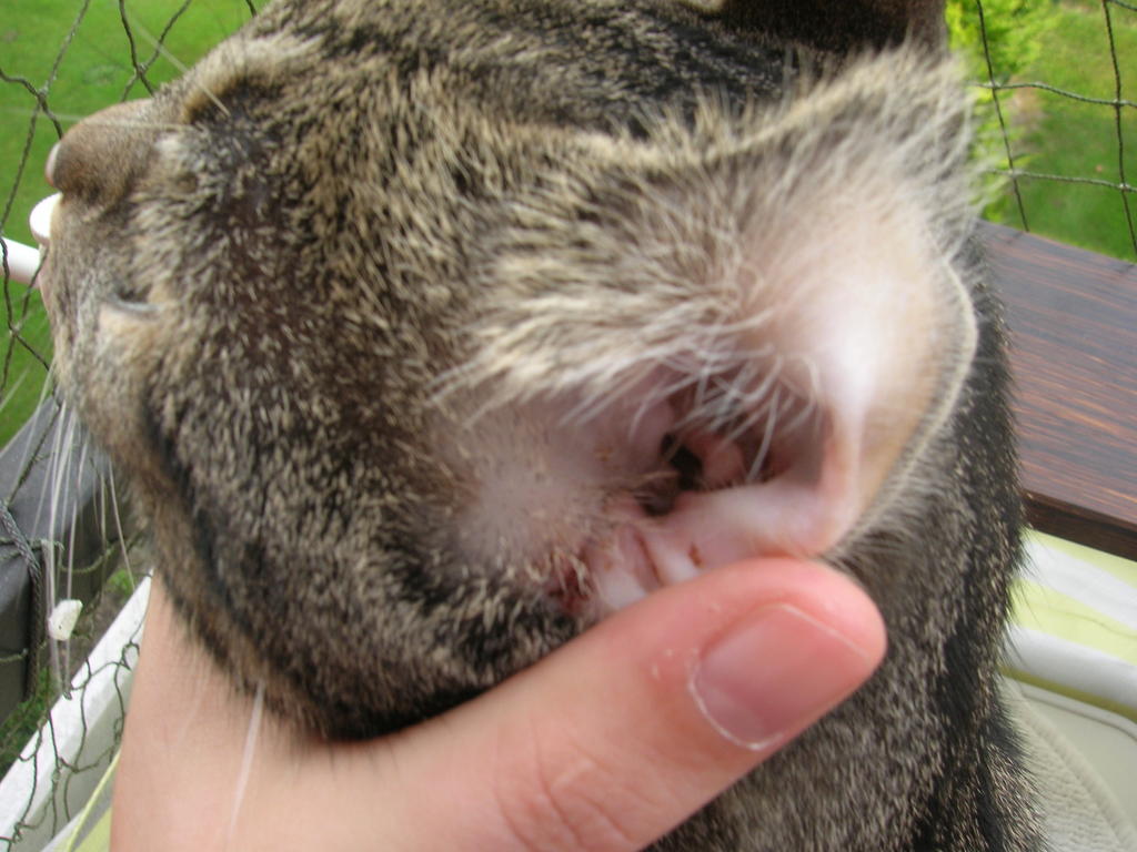 Gehörgangsentfernungen Grund Polypen (Bericht) Katzen Forum