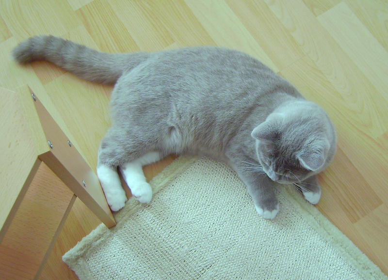 Bauch zu dick? Katzen Forum