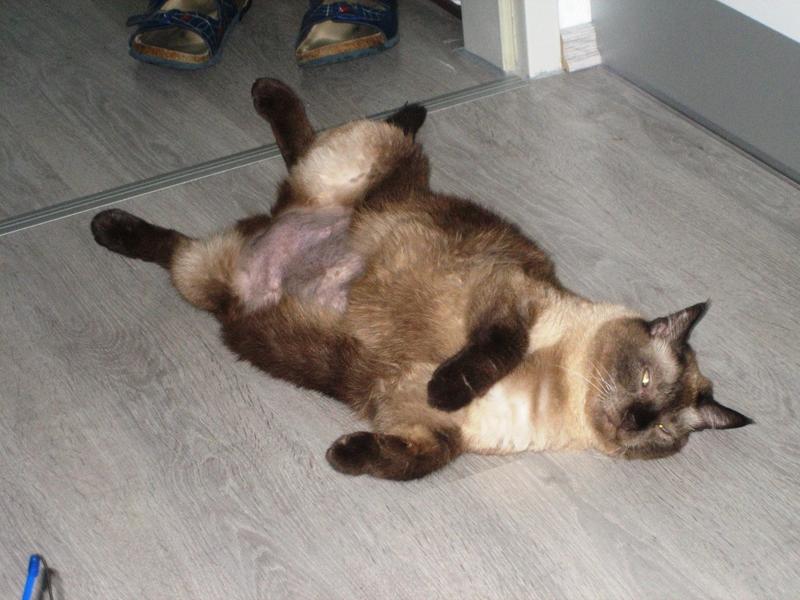 Bitte um Erfahrungsberichte zum Thema "Handicats" Seite