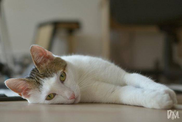 Das KatzenForum • Thema anzeigen *winkewinke* wir schauen hier mal rein