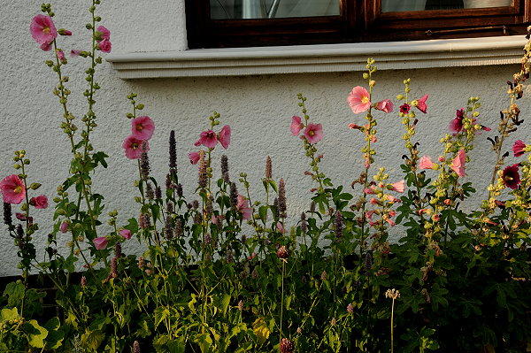 Sandiger Boden mit praller Sonne... Welche Pflanzen haben
