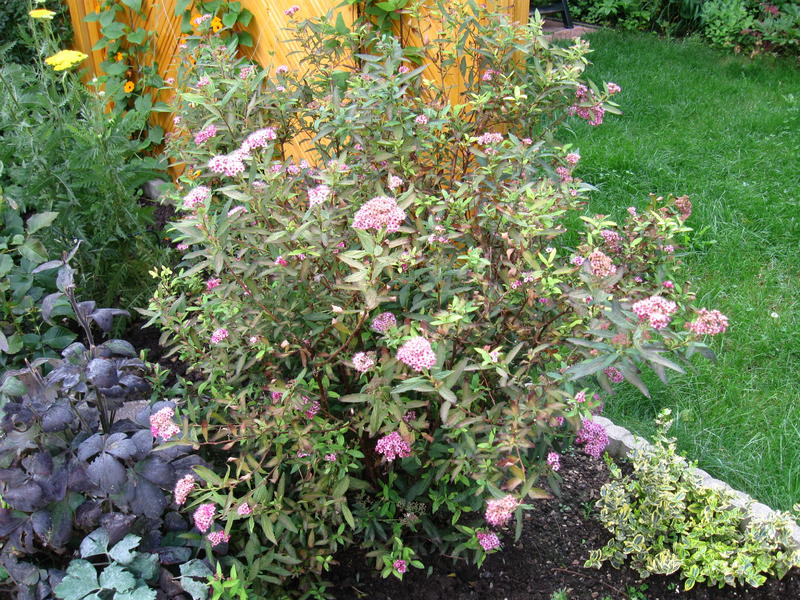 mein roter Spierstrauch hat kranke Blätter Mein schöner Garten Forum